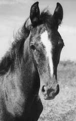 ���� �.�. ������������