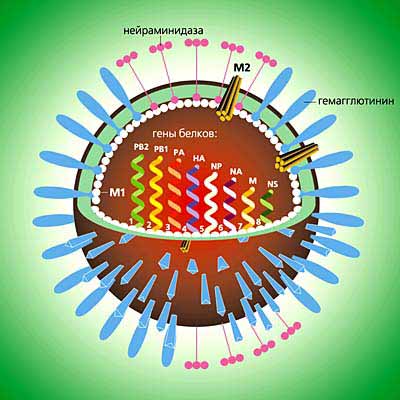 Схема строения вируса гриппа