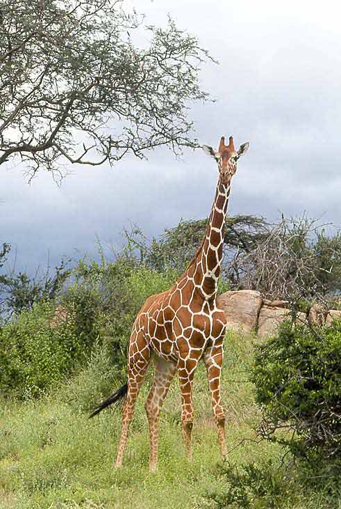 Жираф с короткой шеей - 45 фото ★ уральские-газоны.рф