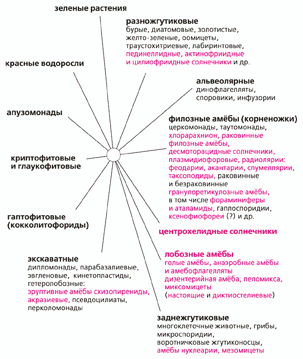 Амёбы и их влияние на состояние среды