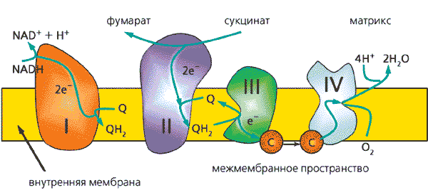 С. Т. Жуков Химия класс Глава corollacar.ruие электронных оболочек атомов