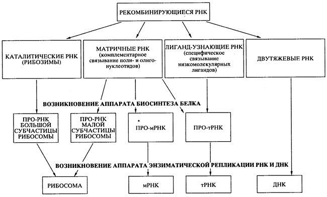 Трансляция (биология) — Википедия