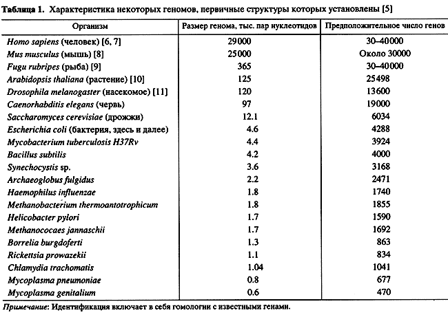 примерно нуклеосома состоит 146