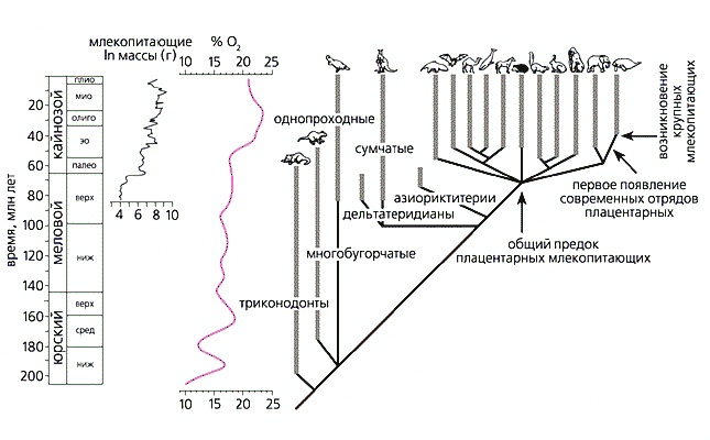 Филогения млекопитающих схема