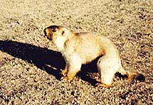 ����������� ����� - �������� (Marmota sibirica)