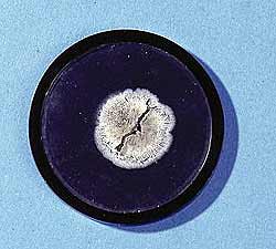 �������� ������� Penicillum notatum - ���������� �����������