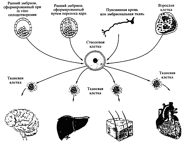      ivfrigastemcellslv